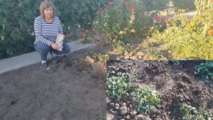 Посадка КЛУБНИКИ ОСЕНЬЮ ? Что положить в лунку и вокруг клубники
