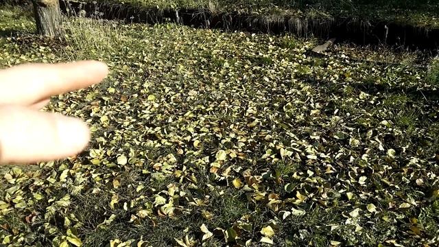 ? Что делать с опавшими листьями в саду! Сжечь/закопать/в компост или как правильно утилизировать? смотреть онлайн