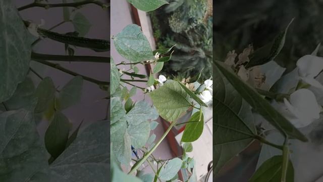 Dolichos lablab ( SEM ki phali) , in earthen pot. Interesting video of getting healthy the green v смотреть онлайн