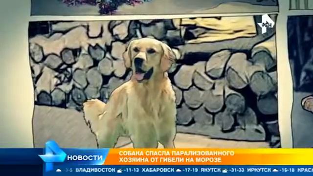 Собака спасла хозяина от гибели смотреть онлайн