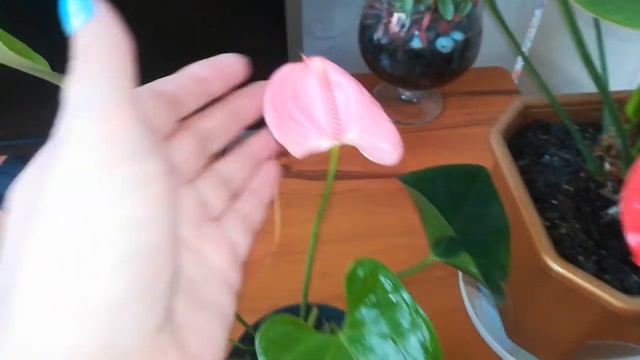 Мои антуриумы ?️?? смотреть онлайн