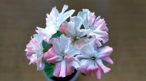 Лучшие сорта пеларгонии.Первое цветение мини пеларгонии Jip's Betty Thomas.Любовь с первого взгляда