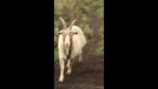 ЧЕСТНЫЕ ГЛАЗА КОЗЫ - ПТИЧКИ СЬЕЛИ РУЛОН СЕНА! смотреть онлайн