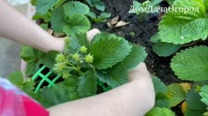 Подставка (опора) под клубнику ДомДачаОгород