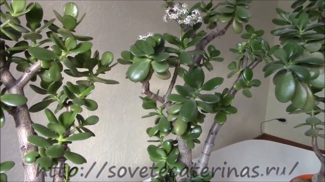 Толстянка, крассула, денежное дерево Как добиться его красоты!? смотреть онлайн