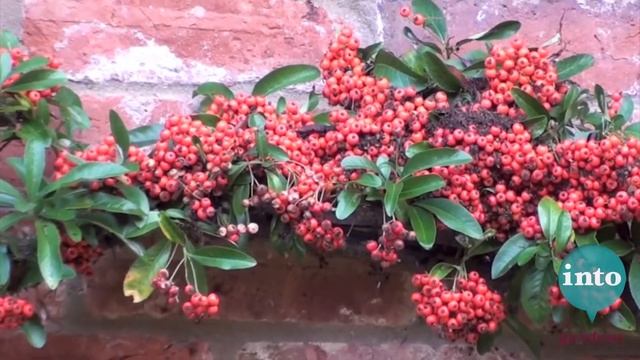 Pyracantha: Plants for October смотреть онлайн