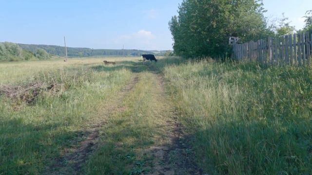 Вот что будет если пройти мимо коров смотреть онлайн