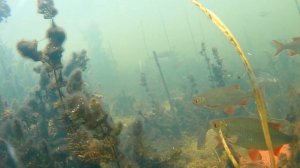 Тест прикормок для рыбалки под водой