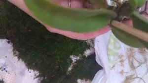 Мох из леса. Шубка для орхидей.