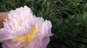 Пион ADONIS 19.05.2016