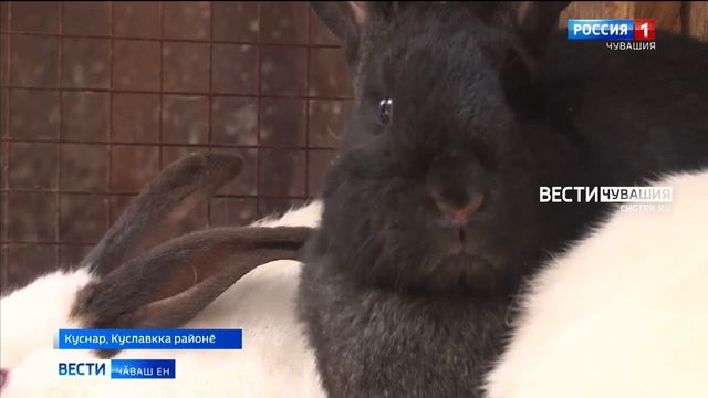 Кролик Ҫулталӑкӗ пулӑхлӑх тата ырӑ улшӑнусем илсе килессе шантараҫҫӗ смотреть онлайн