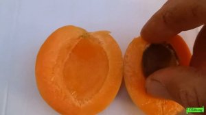 Абрикос Белла Диамола, Астрахань 2022г.