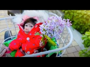 Люся вышла погулять по парку и познакомиться С МЕСТНЫМИ ОБЕЗЬЯНАМИ