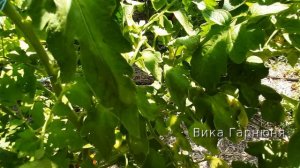 Томат Хурма , мифы и реальность