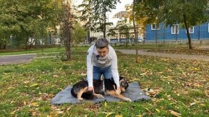 Что случилось, Усы? Укладывание: успокоить собаку