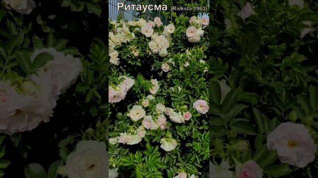 Роза Ритаусма в продаже 30.06.23