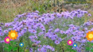 Астра новоанглийская Гвидо Гезелле. Краткий обзор, описание aster novae-angliae Guido en Gezelle