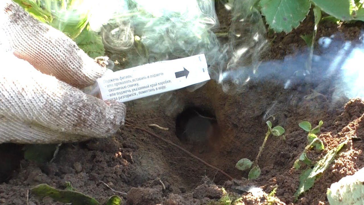 Проверяем средство от кротов Дымовые шашки We check the remedy for moles Smoke bombs смотреть онлайн