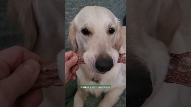 жадина собака маме не даёт попробовать dog puppy ретривер retriever
