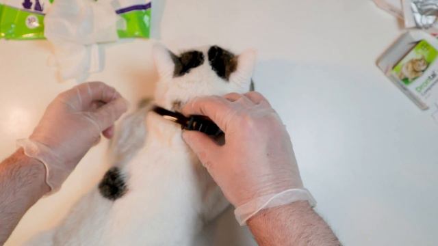 طريقة DIY للقضاء على البراغيث والديدان التي تصيب القطط смотреть онлайн