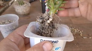 алоказия кукулата сажаю в личузу и смотрим корни кактусов #алоказия #личуза