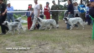 10-ая юбилейная Всероссийская выставка охотничьих собака (Тверь) Младший ринг. Кобели.