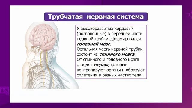 Биология. 7 класс. Сравнение типов нервной системы: диффузная, лестничная, узловая, трубчатая