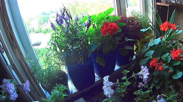 Садовые цветы дома #877 смотреть онлайн