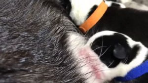 Новорожденные щенки корги