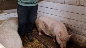 когда глистогонить свиноматок? чем? зачем?