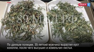 Житель Ямала получил условный срок за выращивание конопли