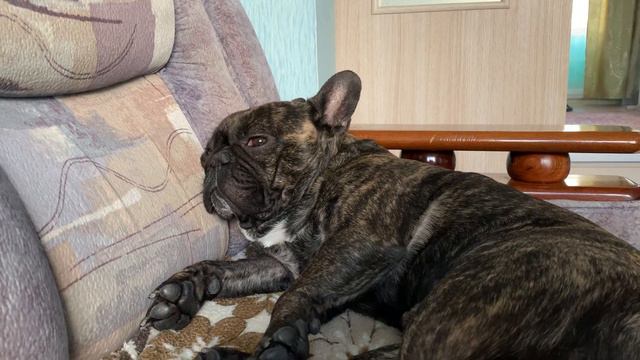 Вот так спит французский бульдог смотреть онлайн