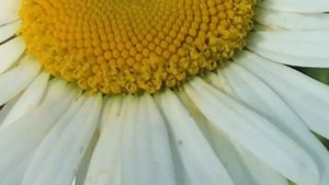 Ромашка луговая или Нивяник обыкновенный в народной медицине. Что лечит ромашка?