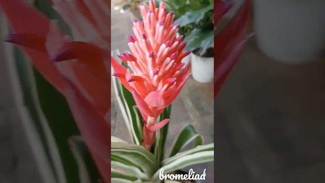 Variegated Neoregelia Bromeliad Flower