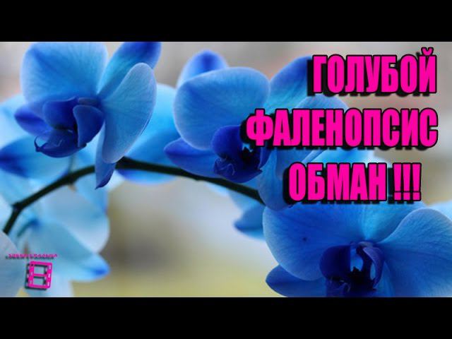 ГОЛУБОЙ  ФАЛЕНОПСИС - ОБМАН. ОРХИДЕИ ФАЛЕНОПСИС  #ОРХИДЕИ