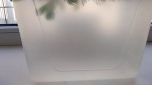 Разведение Дафнии