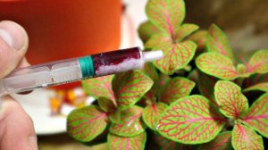 Домашние растения будут цвести круглый год от 3 капель этой подкормки! Вино как подкормка