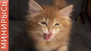 Как растут котята породы "Курильский бобтейл"| Два месяца