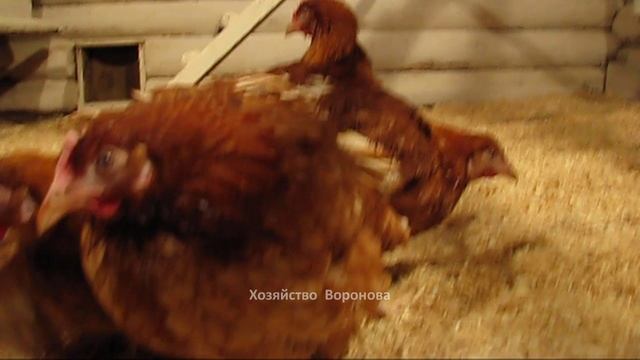 Хозяйство Воронова | Куры | Весна. Настало время покупки кур молодок