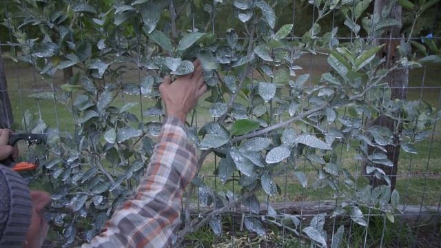 How To Espalier Citrus Trees смотреть онлайн