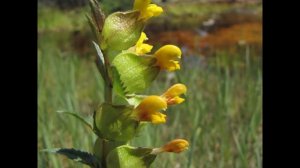ПОГРЕМОК  (RHINANTHUS)  сем. Норичниковые