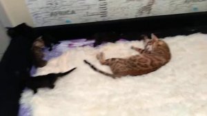 10 вопросов о Бенгальских кошках!
