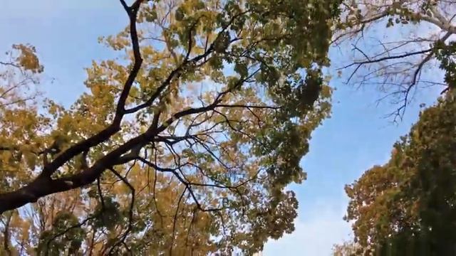 Прогулка по природному заказнику Воробьёвы горы