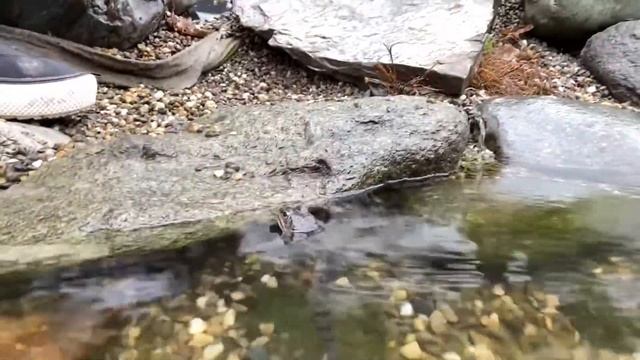 Лягушки с полосатыми лапками на Роза хутор. смотреть онлайн