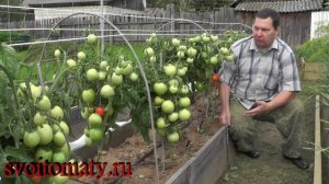 Кипарис