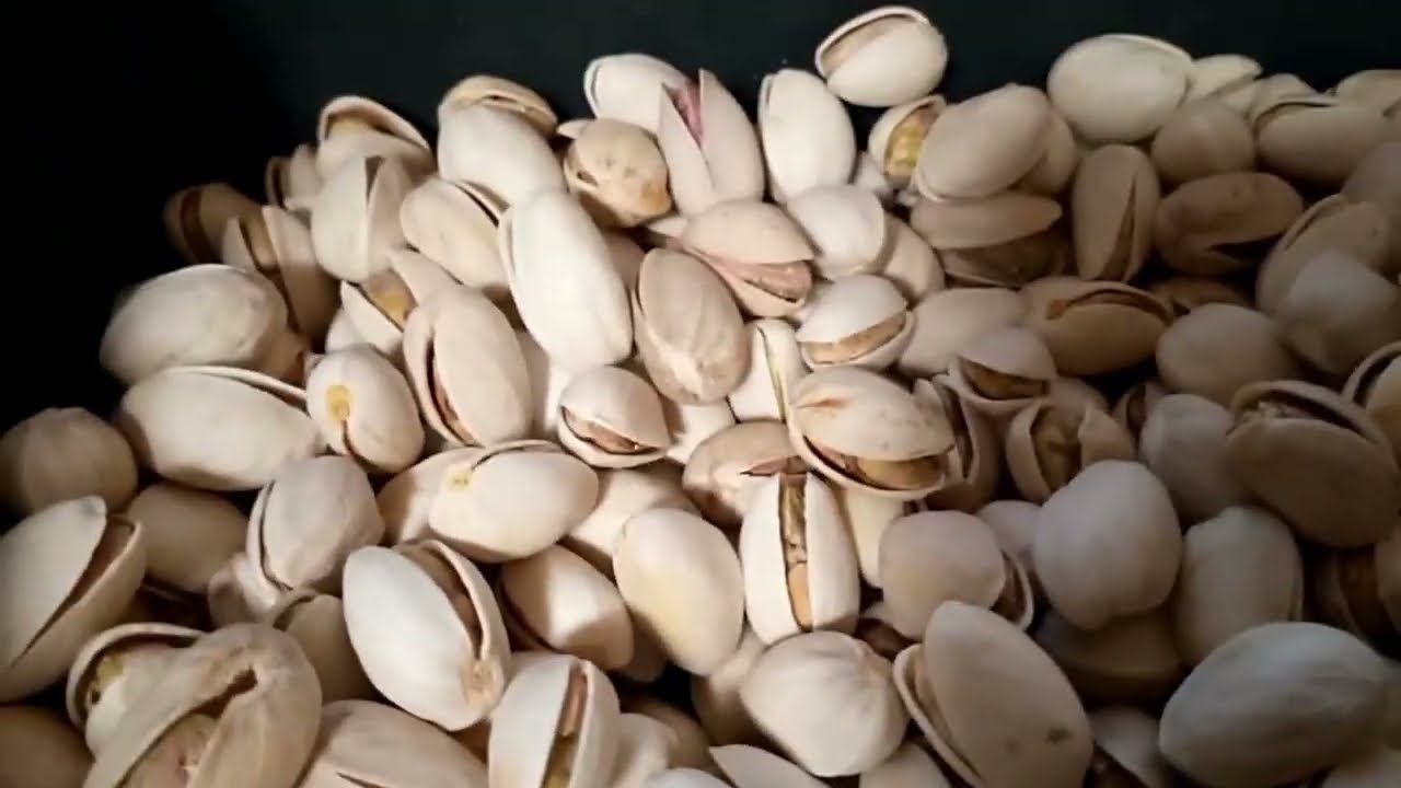 Фисташка иранская Акбари семена проращивать Россия | Small Gardens