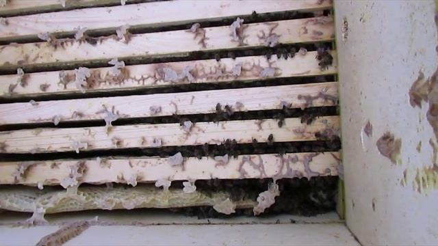 ответы на вопросы  - зачем на зиму нужны поперечные брусочки на рамках с пчелами смотреть онлайн