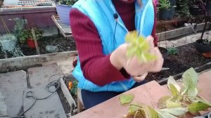 ЧЕРЕНКОВАНИЕ КРУПНОЛИСТНОЙ ГОРТЕНЗИИ В ОКТЯБРЕ .