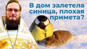 В дом залетела синица, плохая примета?  Священник Антоний Русакевич