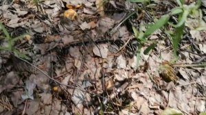 16.06.2021 Нижегородская область, район пос.Пыра. Первые лисички в 2021 году